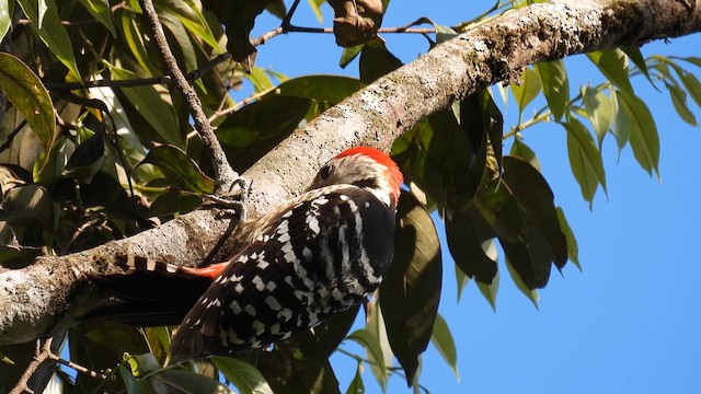 Stripe-breasted Woodpecker - ML614599396