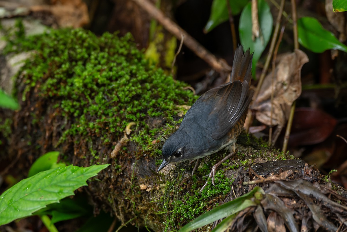 White-breasted Tapaculo - ML614599440