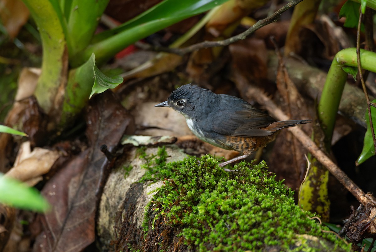 White-breasted Tapaculo - LUCIANO BERNARDES