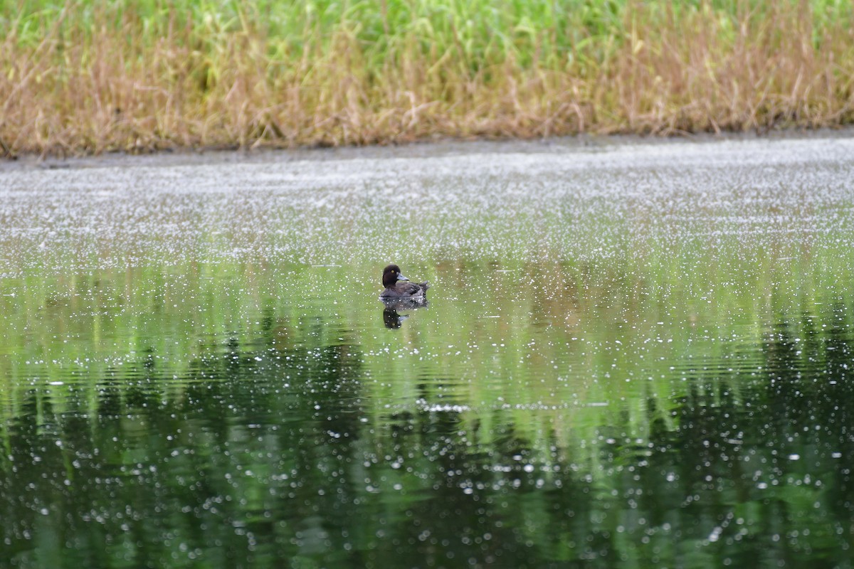 Tufted Duck - ML614599483