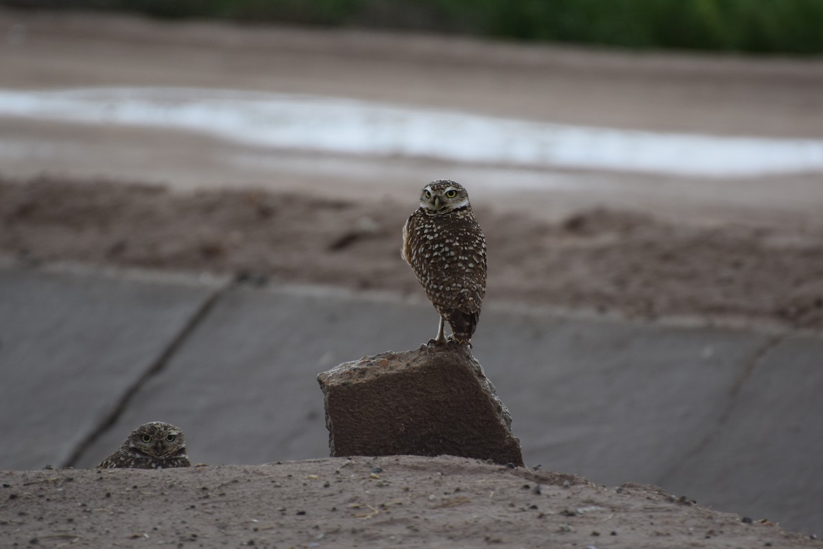 Burrowing Owl - ML614599611