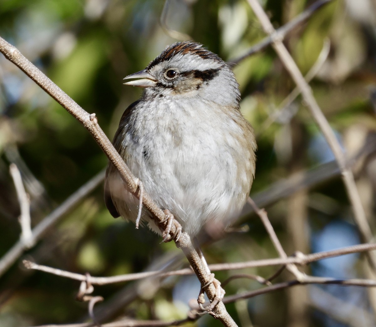 North Carolina Bird Atlas Checklist - 5 Feb 2024 - 1700–1798 Sparrow Rd ...