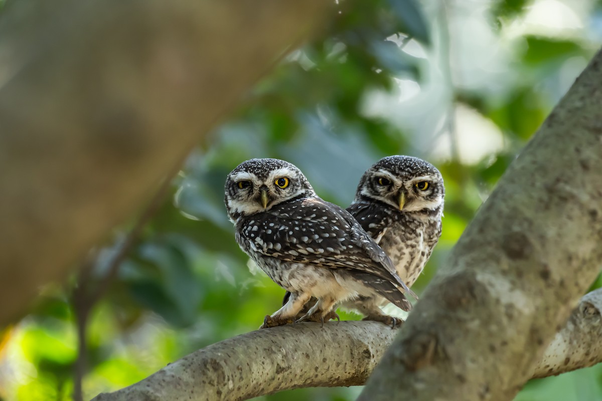 Spotted Owlet - ML614599772