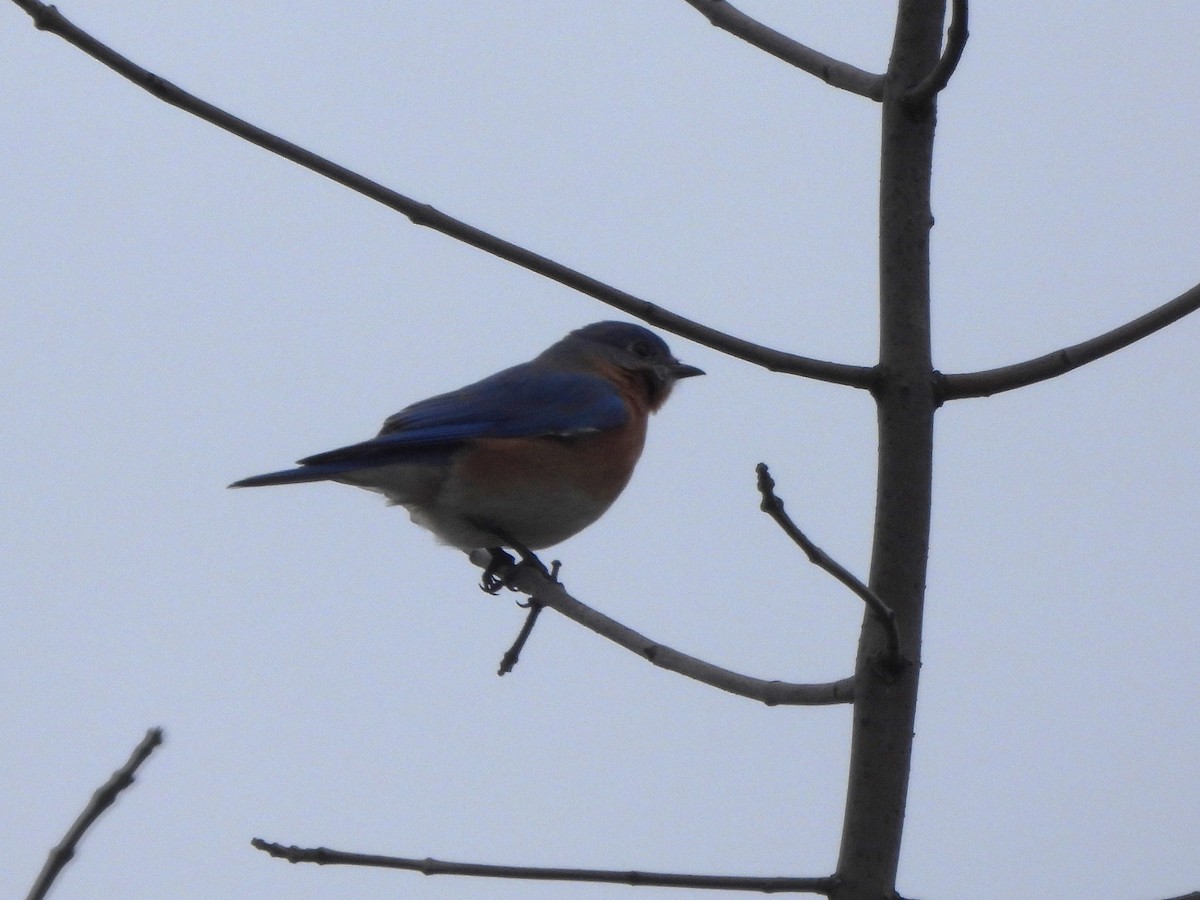 Eastern Bluebird - Ann Branch