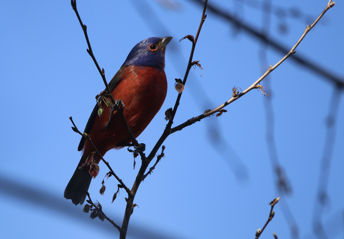 Painted Bunting - ML614599936