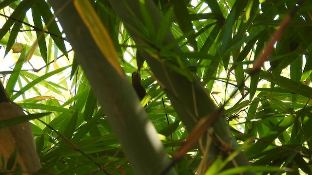 Bambu Ağaçkakanı - ML614600245