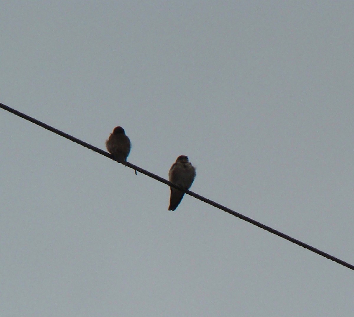 Northern Rough-winged Swallow - ML614600275
