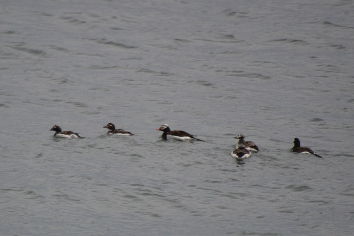 Long-tailed Duck - ML614600424
