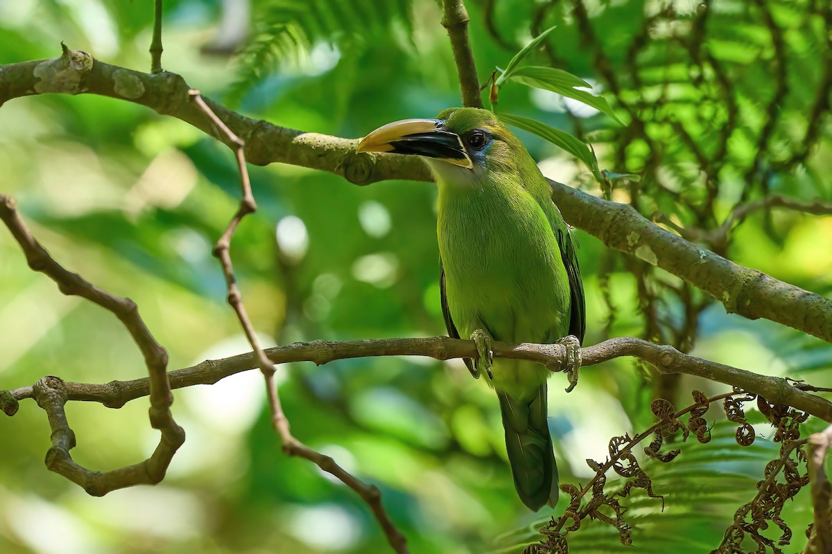 Groove-billed Toucanet (Yellow-billed) - ML614600577