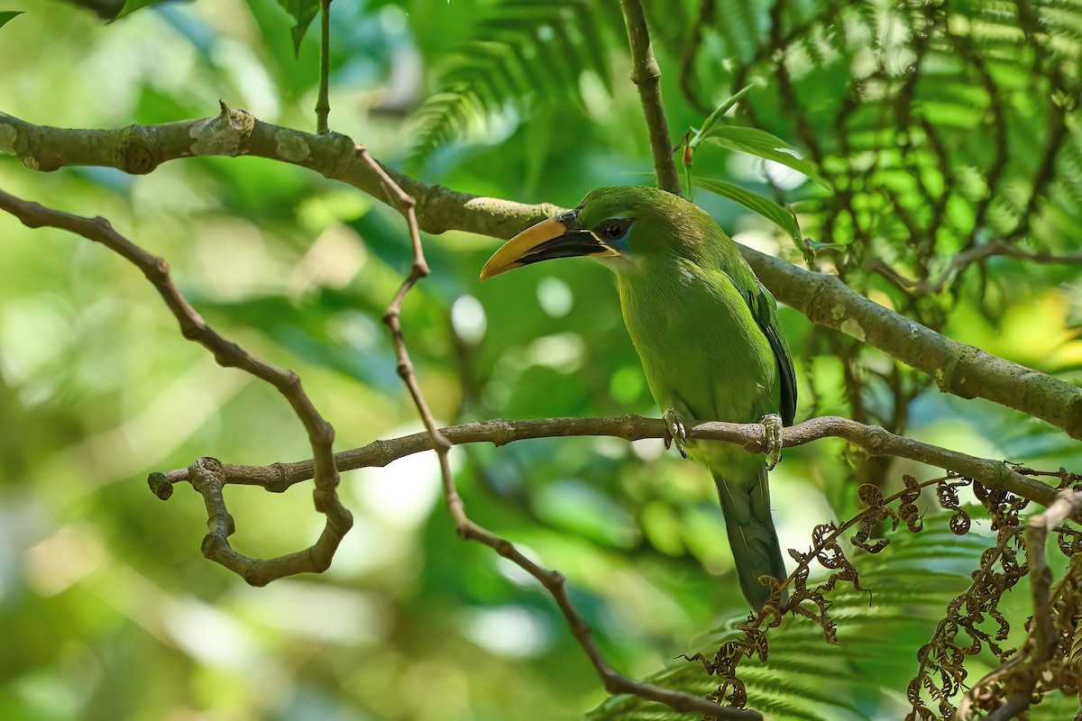 Groove-billed Toucanet (Yellow-billed) - ML614600578