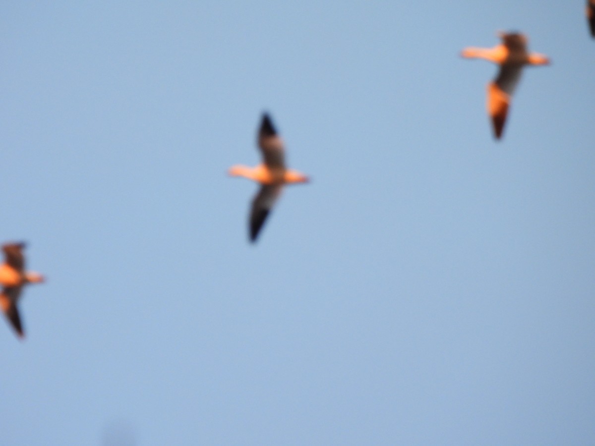 eBird Checklist 9 Feb 2024 Kensington Metroparkgeneral (Oakland