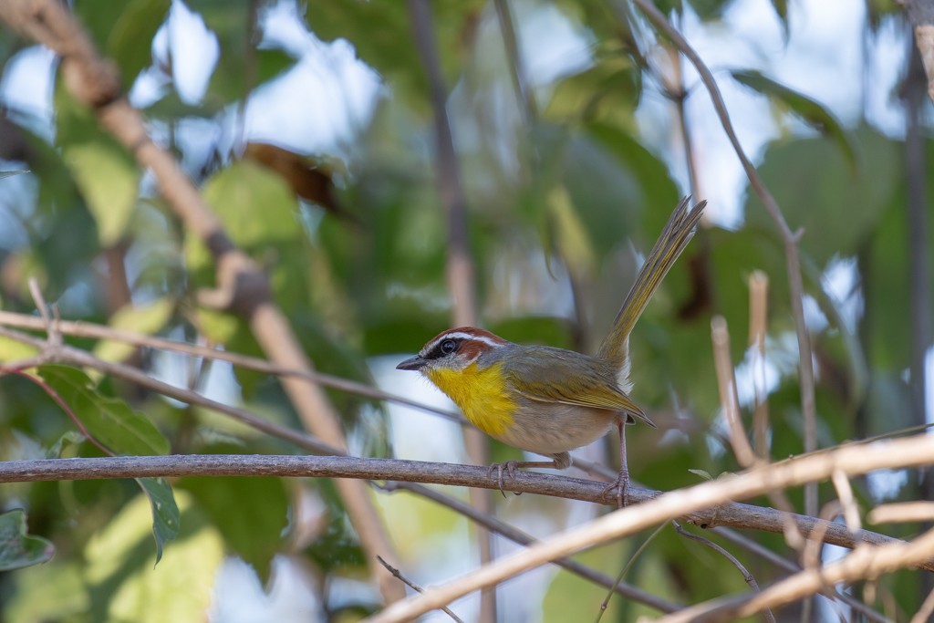 Rufous-capped Warbler (rufifrons Group) - ML614601069