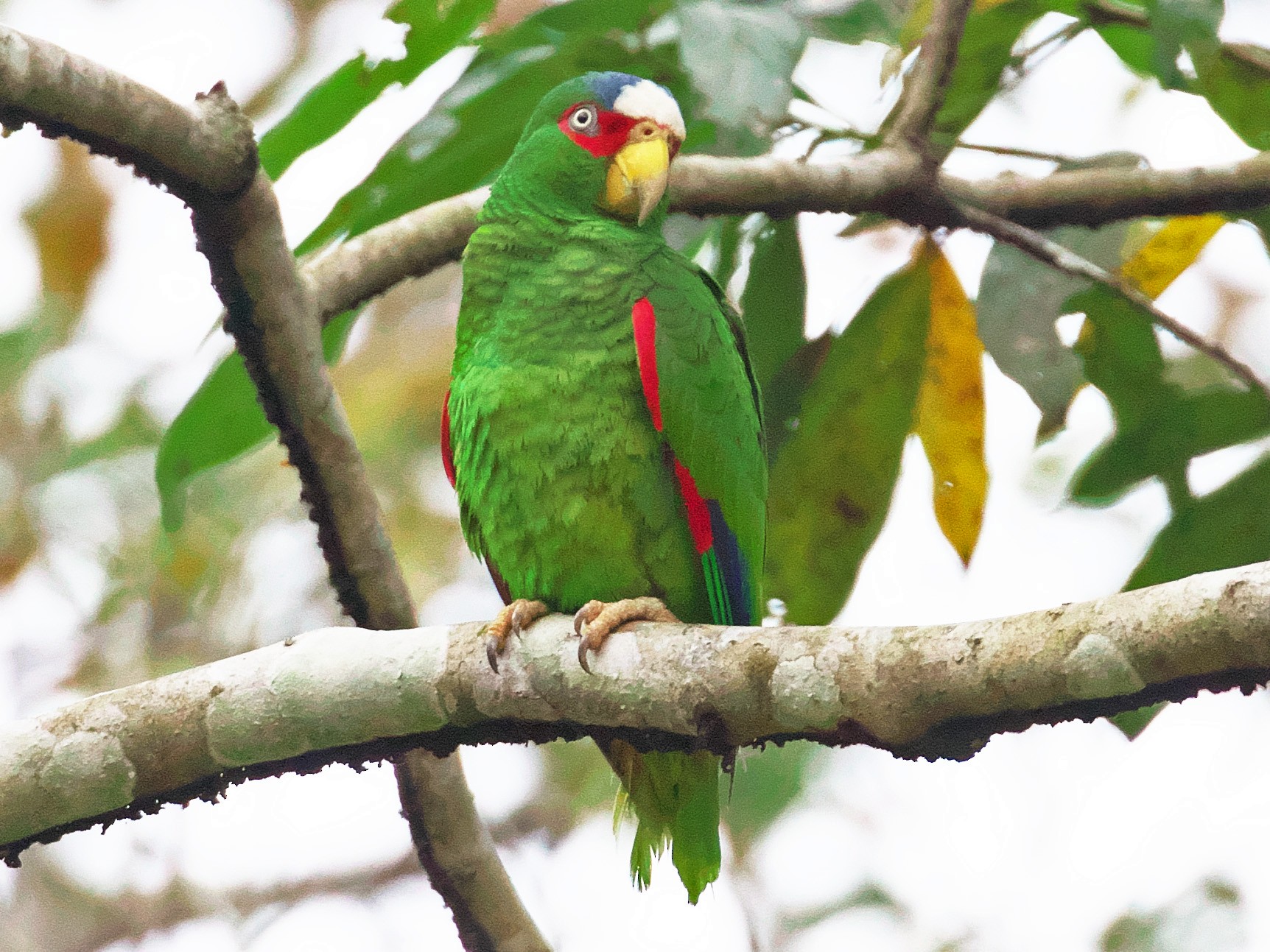 White-fronted Parrot - Paul Tavares