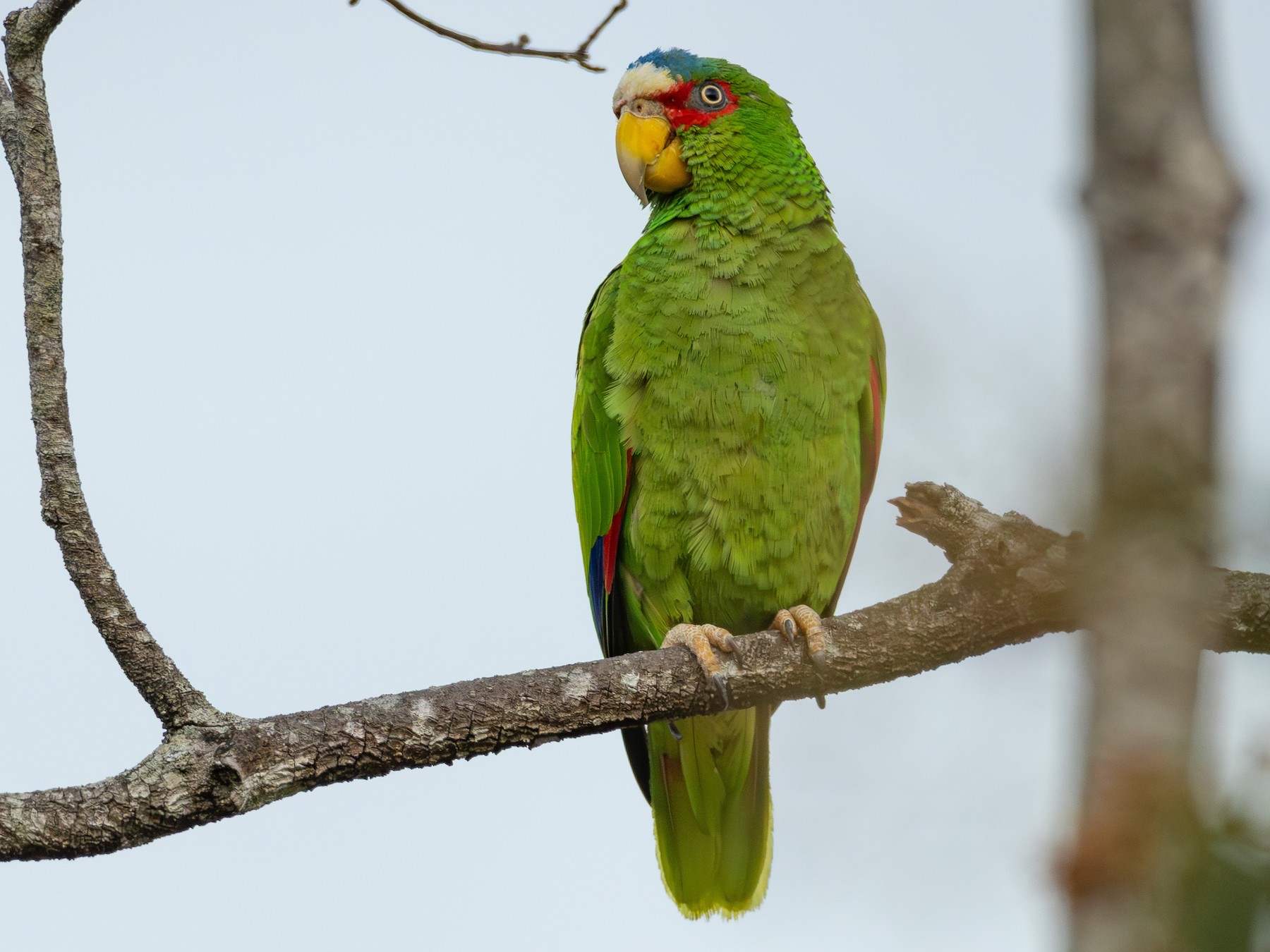 White-fronted Parrot - Pablo Barrena