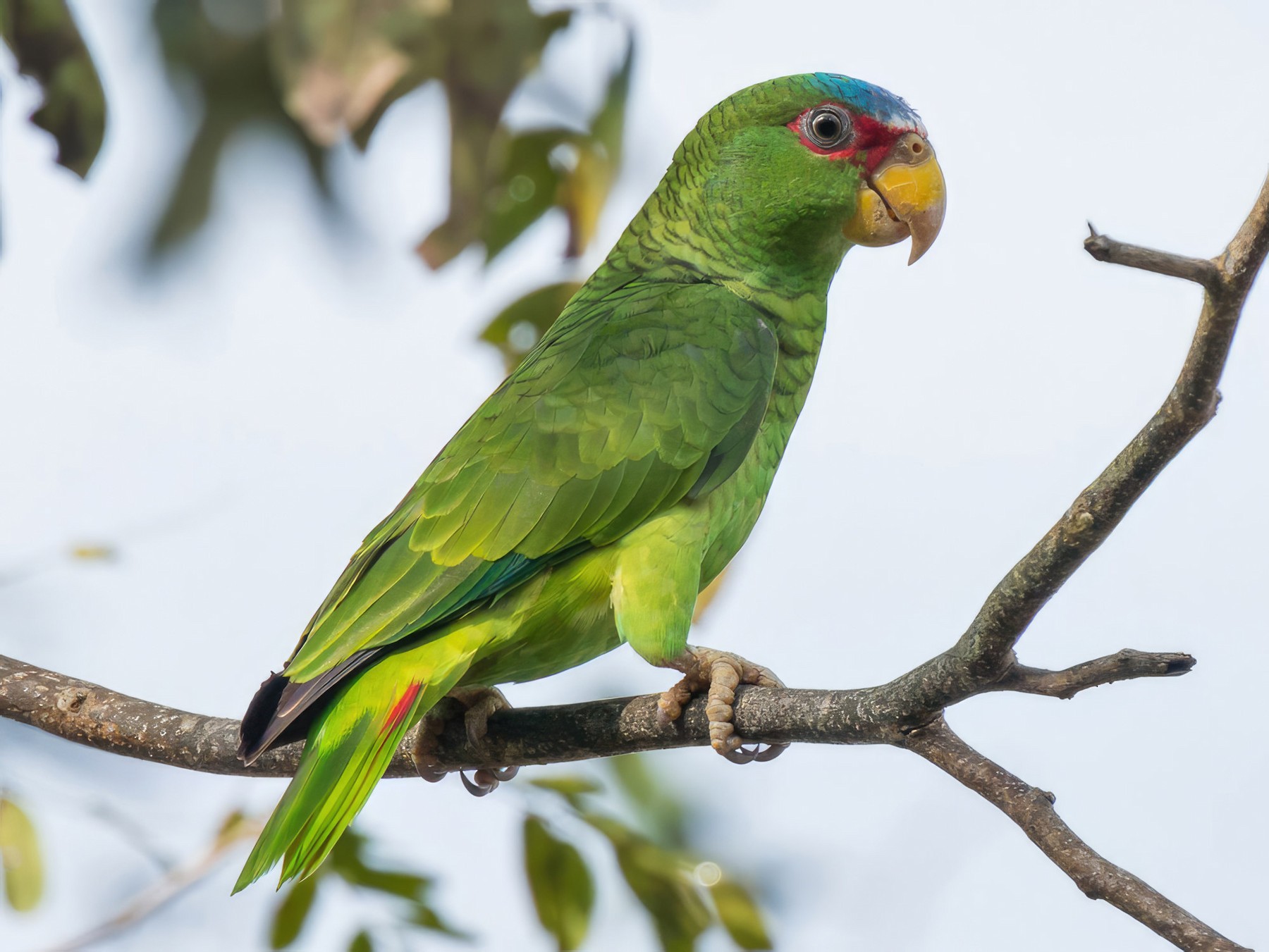 White-fronted Parrot - Patrick Van Thull