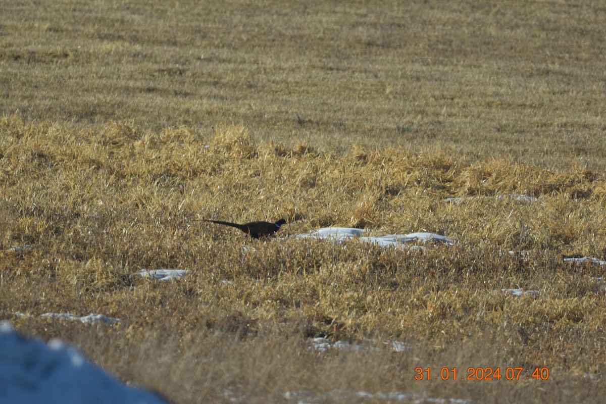 Ring-necked Pheasant - ML614601335