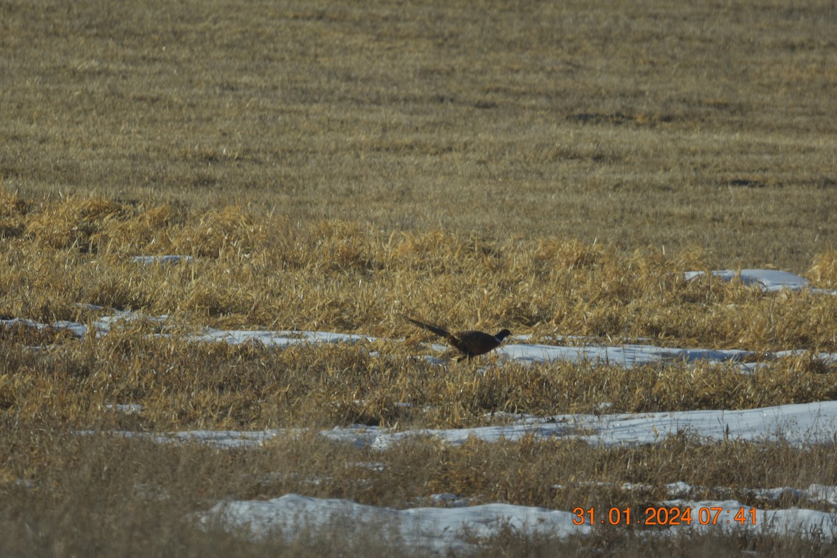 Ring-necked Pheasant - ML614601340