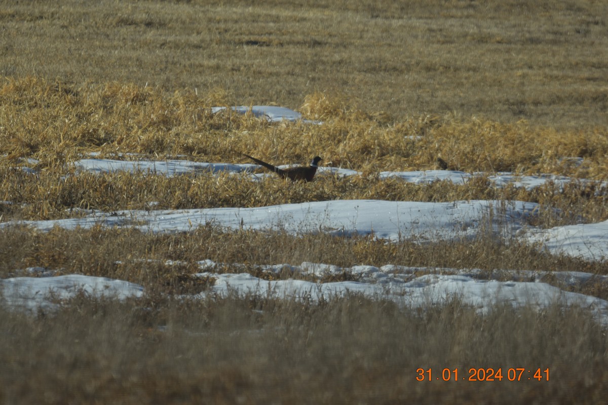 Ring-necked Pheasant - ML614601342