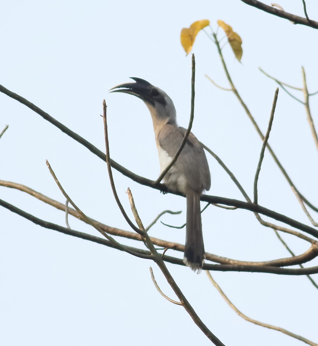 Indian Gray Hornbill - ML614601444