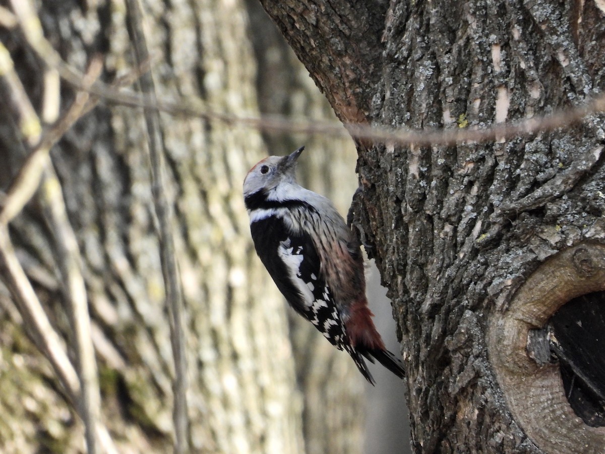Middle Spotted Woodpecker - ML614601932