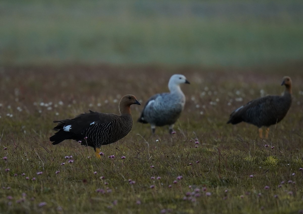 Upland Goose (Bar-breasted) - ML614602247