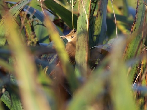 Common Reed Warbler (Common) - ML614602436