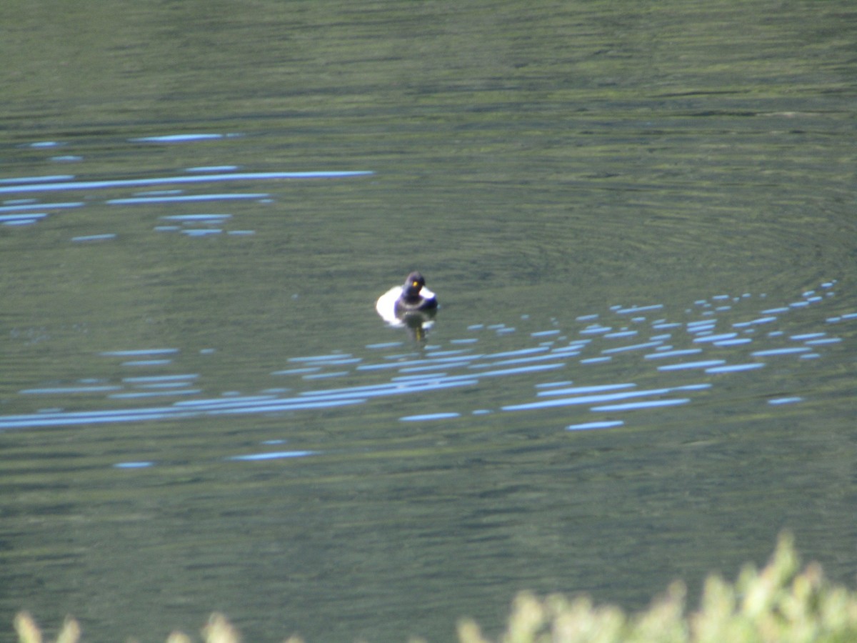 Greater Scaup - ML614602441