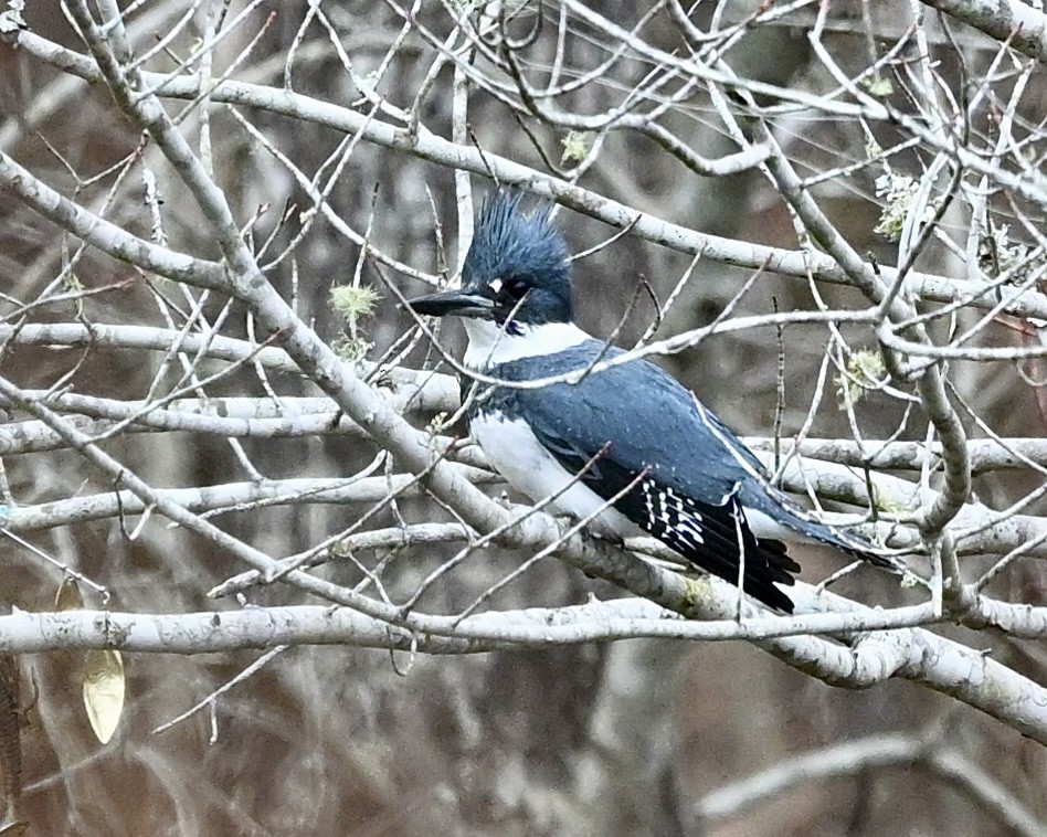 Belted Kingfisher - ML614602481