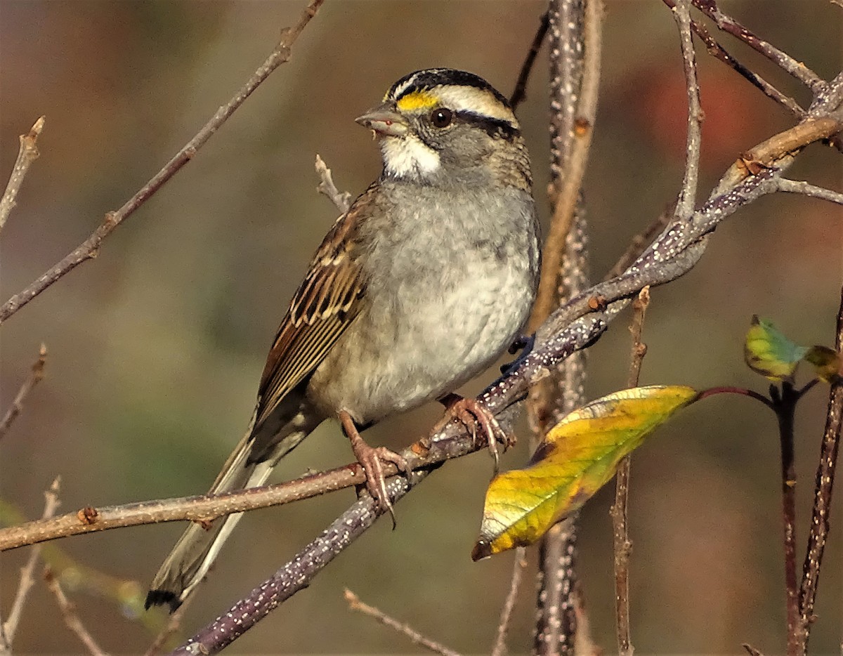White-throated Sparrow - ML614602615