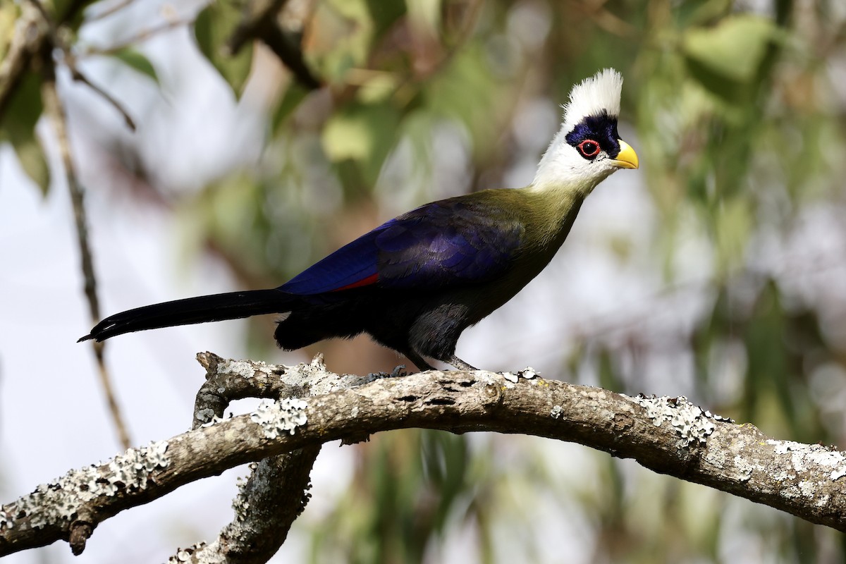 White-crested Turaco - ML614602624