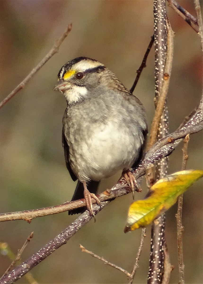 White-throated Sparrow - ML614602639