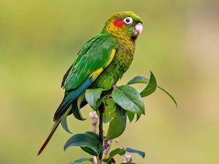  - Sulphur-winged Parakeet
