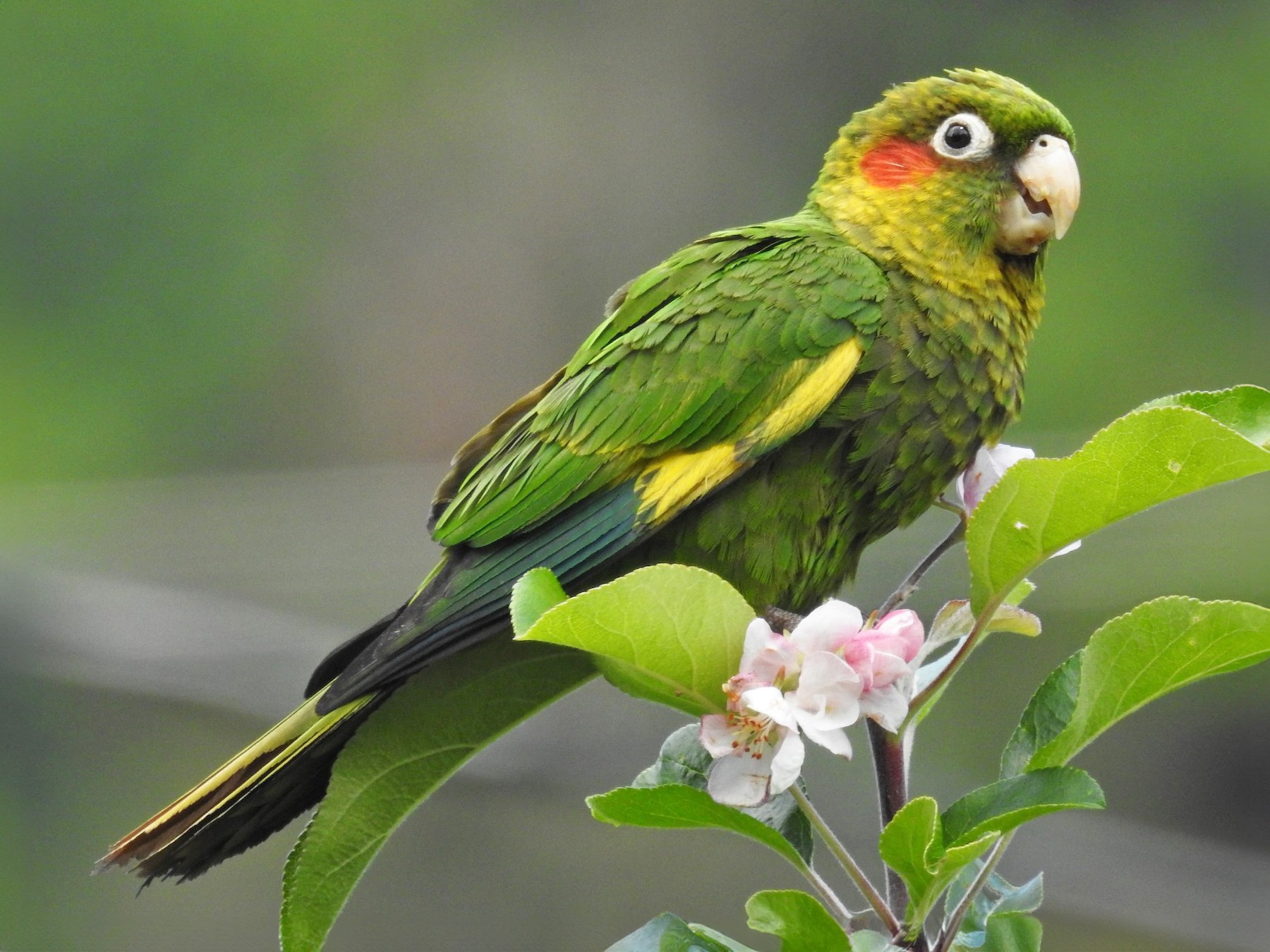 Sulphur-winged Parakeet - paul culleton
