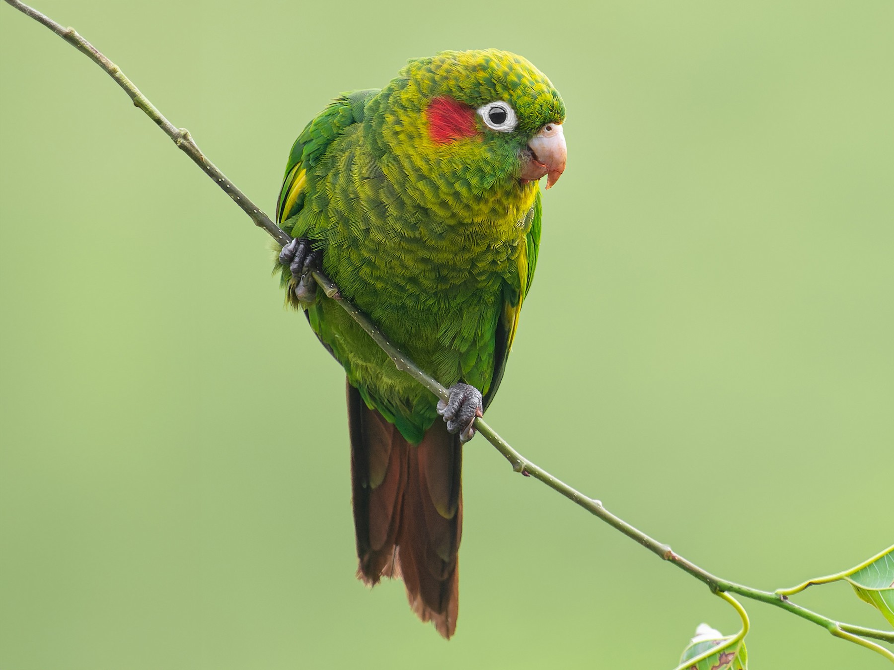 Sulphur-winged Parakeet - Leonardo Valverde