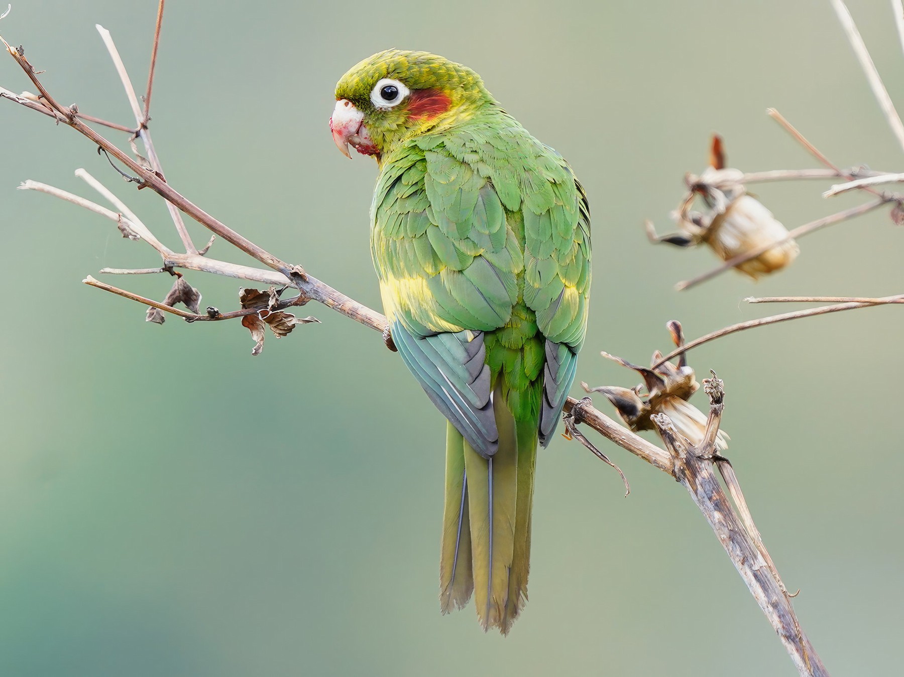 Sulphur-winged Parakeet - Guillermo  Saborío Vega