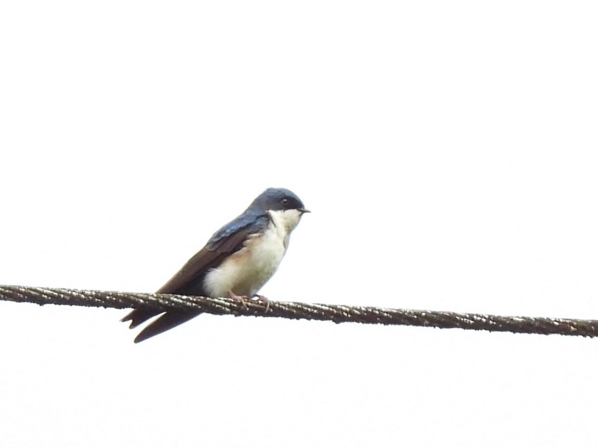 Blue-and-white Swallow (cyanoleuca) - Buck Lee