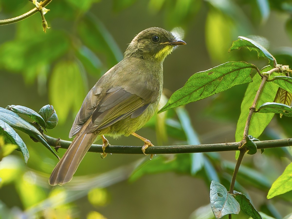 Yellow-whiskered Greenbul - Eurillas Latirostris - Birds Of The World