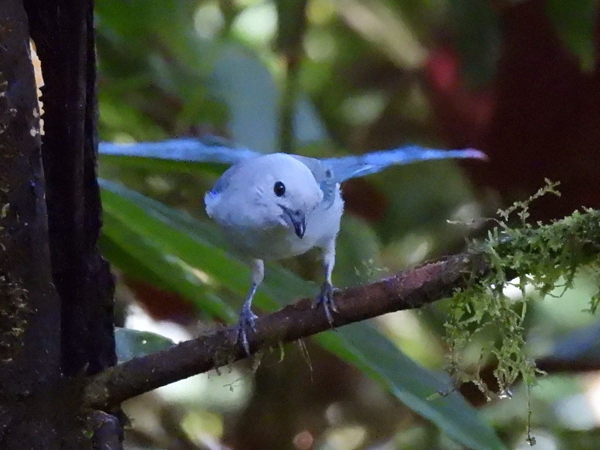 Blue-gray Tanager (Blue-gray) - ML614603096