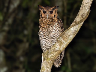  - Fraser's Eagle-Owl (Western)