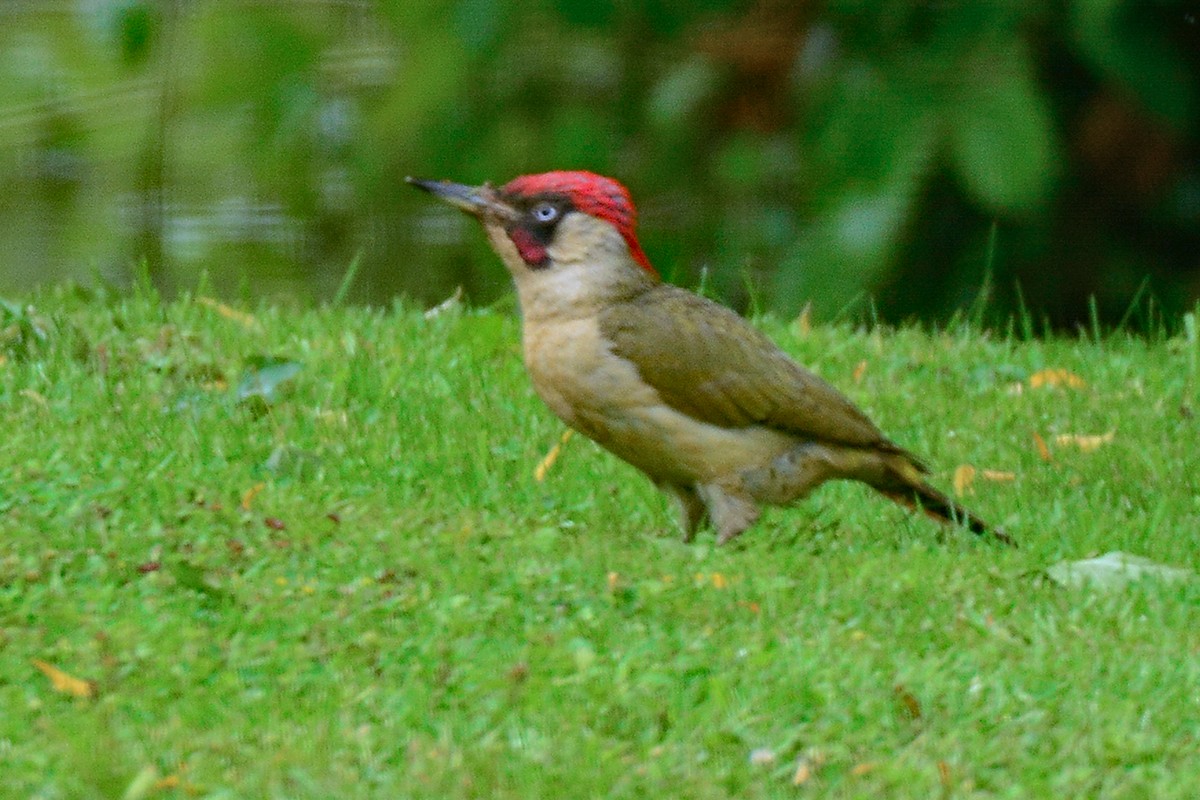 Eurasian Green Woodpecker - ML614603114