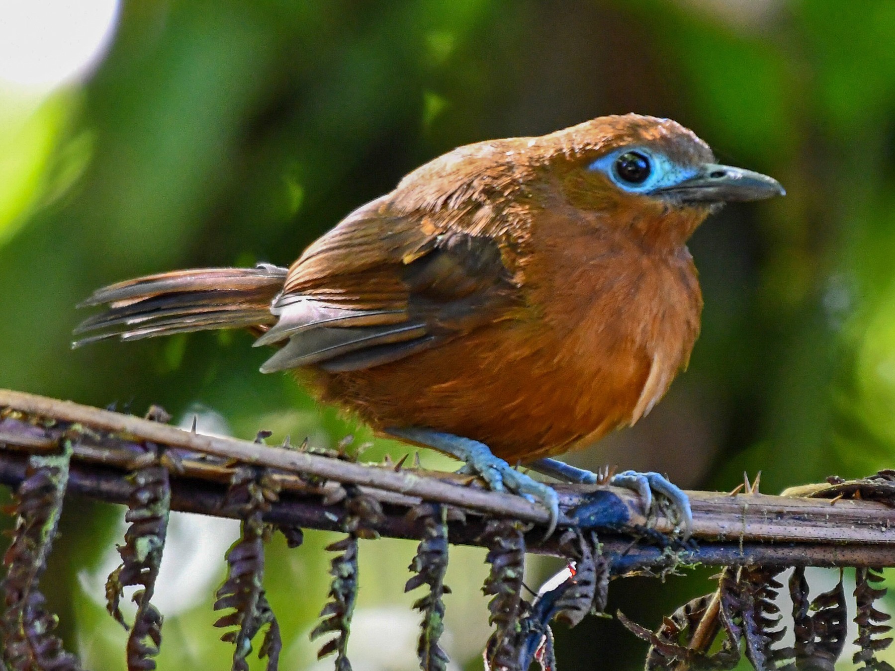 Bare-crowned Antbird - Andres Paniagua