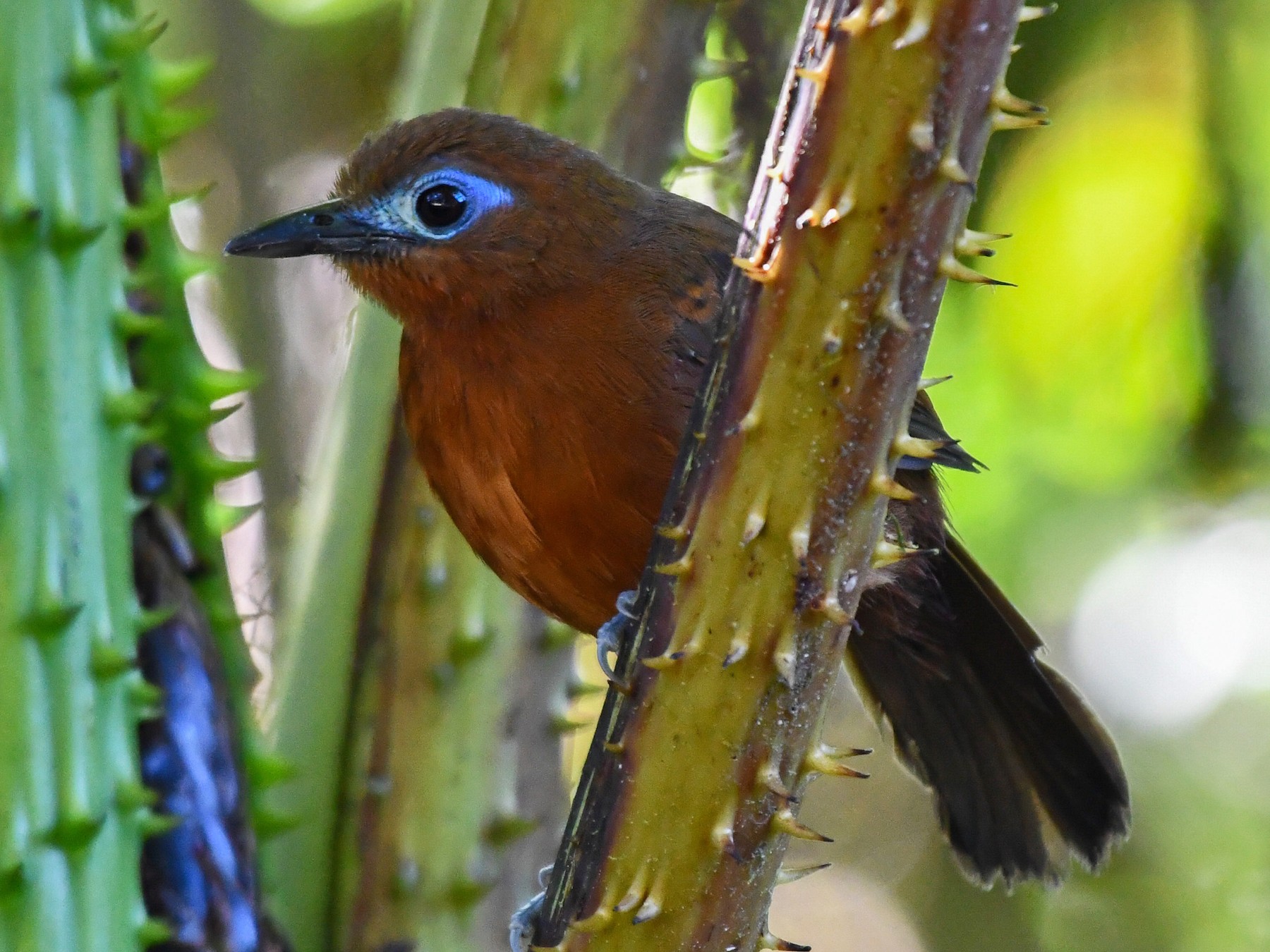 Bare-crowned Antbird - Andres Paniagua
