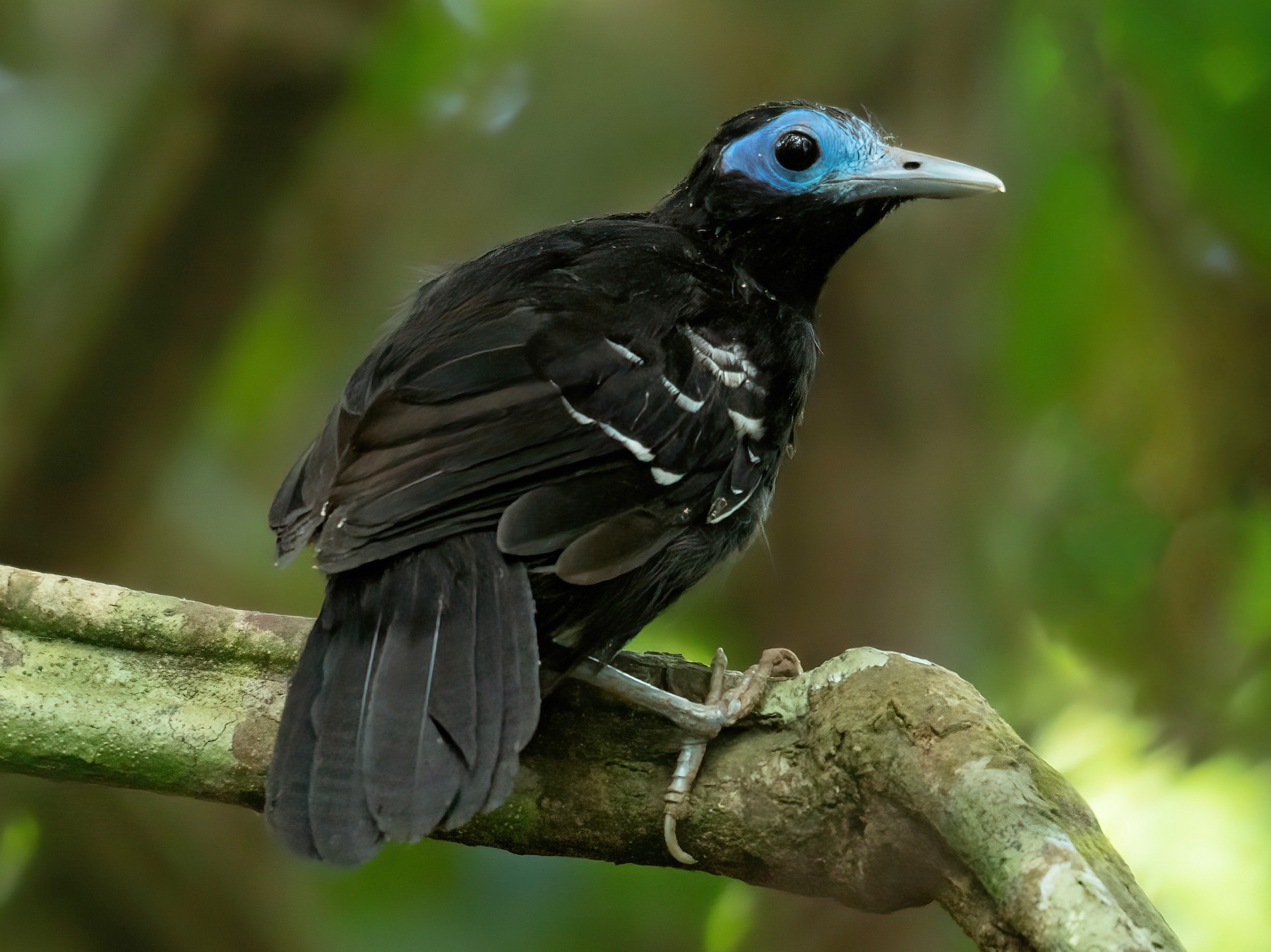 Bare-crowned Antbird - Jean Bonilla