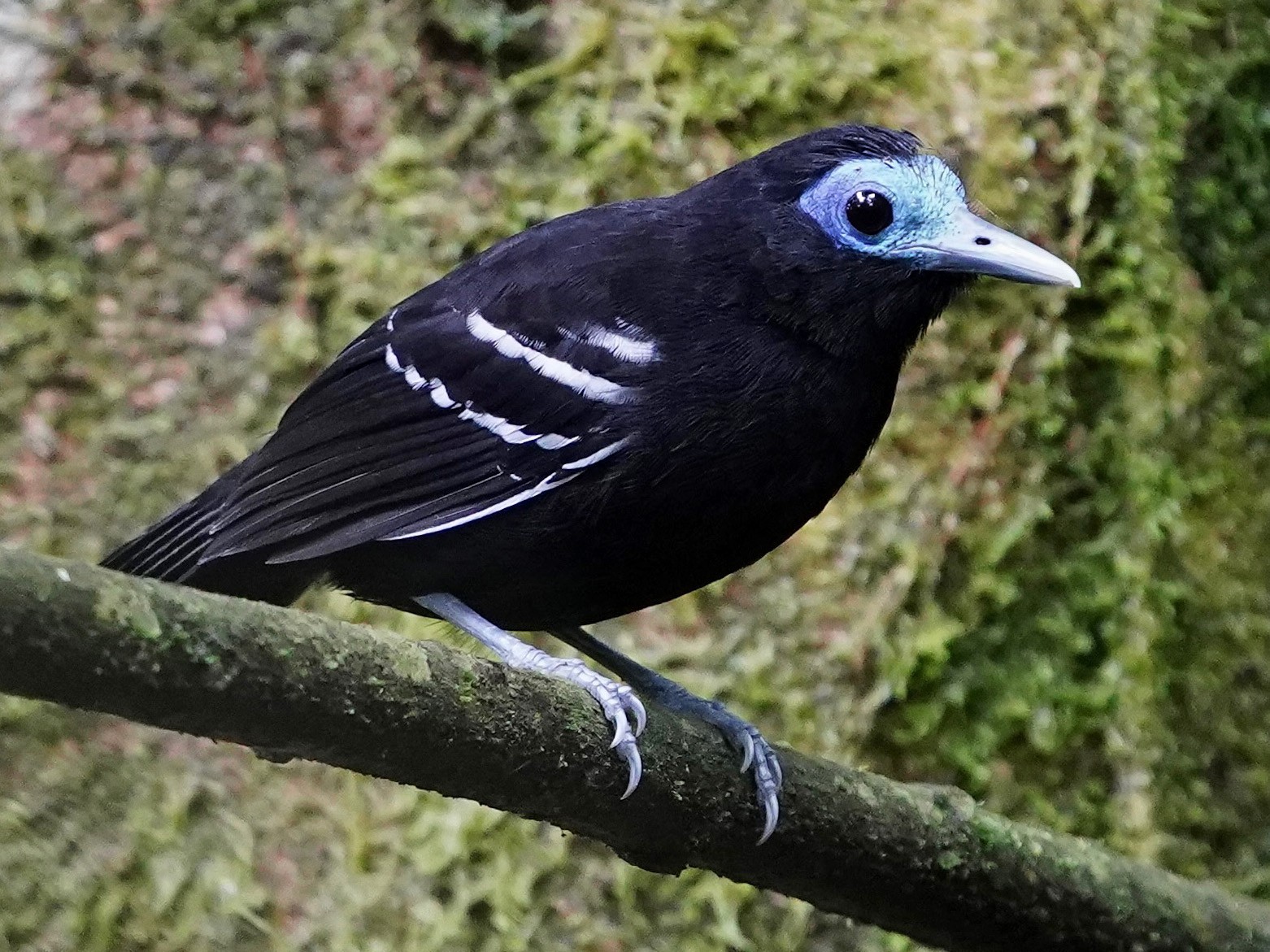 Bare-crowned Antbird - Carlos Ulate