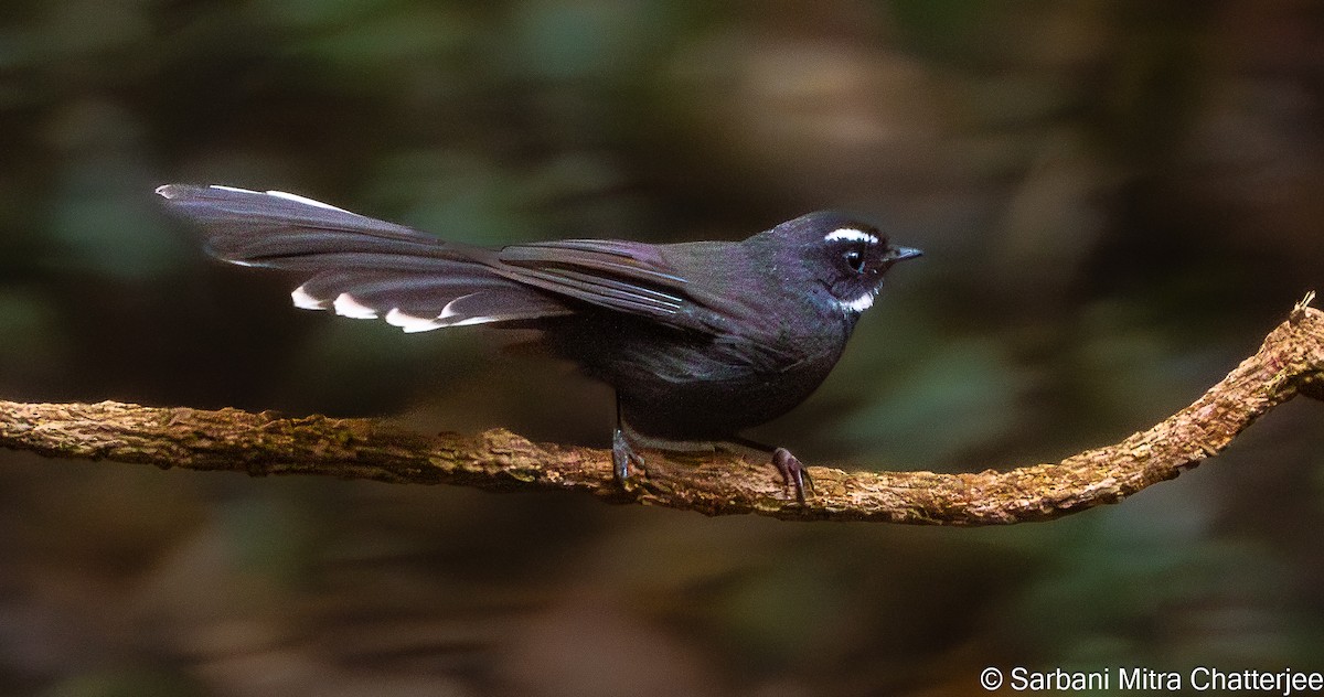 White-throated Fantail - ML614603199