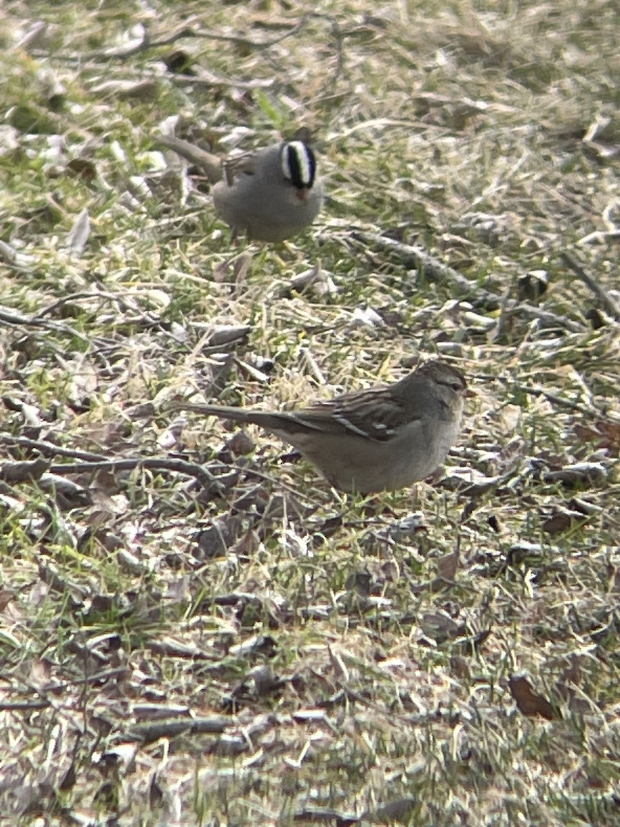 White-crowned Sparrow - ML614603353
