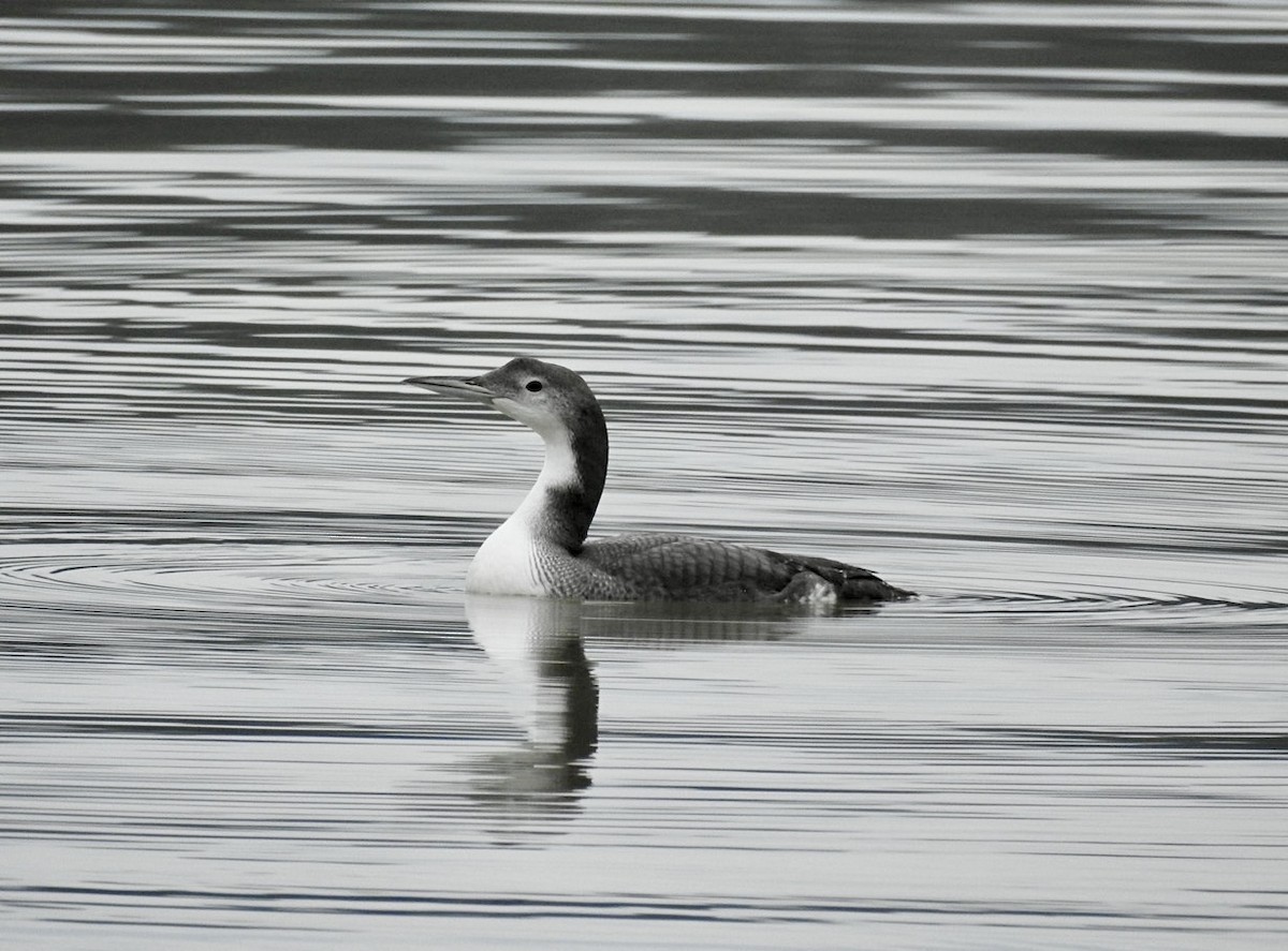 Common Loon - Jane Will