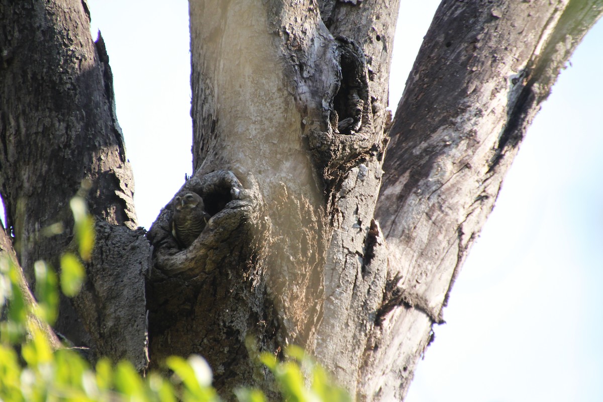 Madagascar Owl - ML614603677