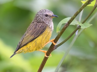 Tit-hylia - Pholidornis rushiae - Birds of the World