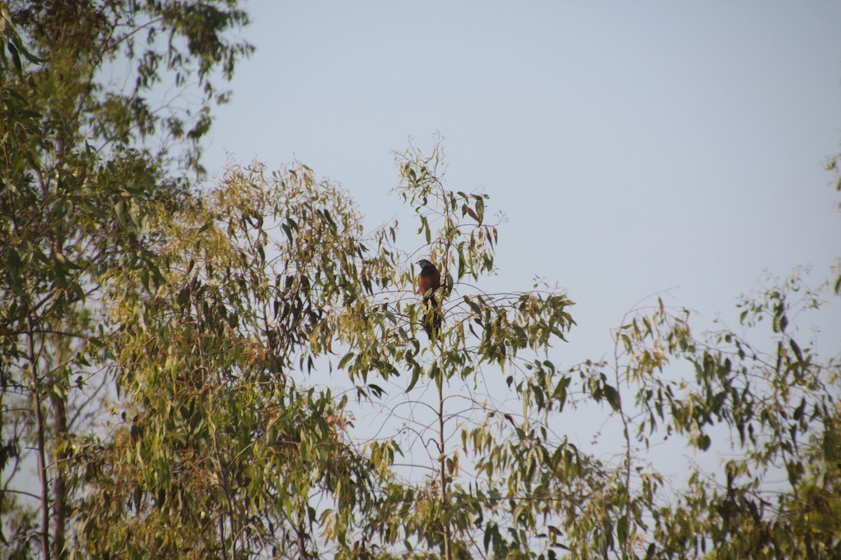 Malagasy Coucal - ML614604022
